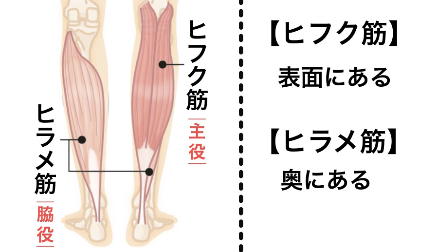 筋肉太りに悩んでいる女性必見 ふくらはぎは細くなります Kitaストレッチダイエット